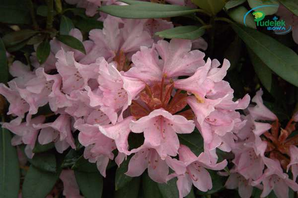 Rhododendron Pink Begin